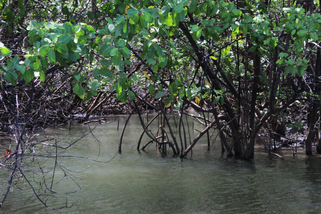 Mangrowe
