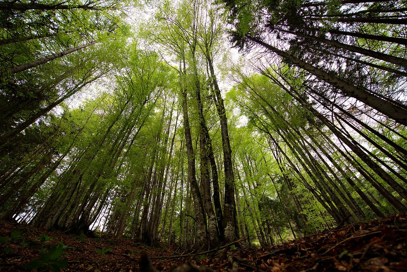 جنگل - منبع: فلیکر