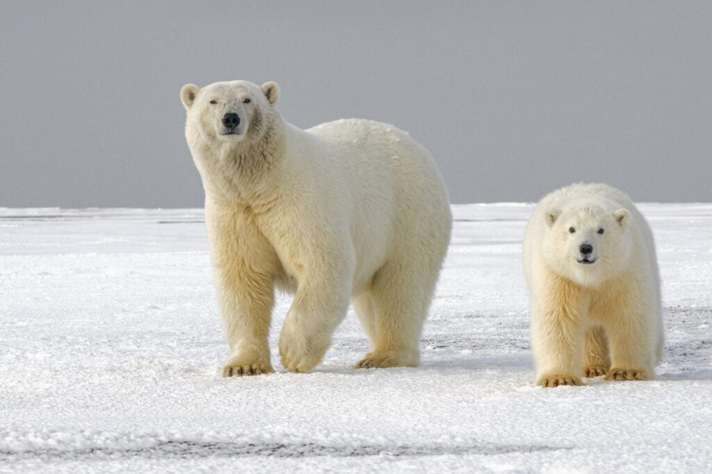 خرس های قطبی - منبع: Reproduction/Unsplash