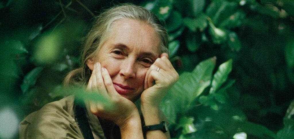 Tohtori Jane Goodall