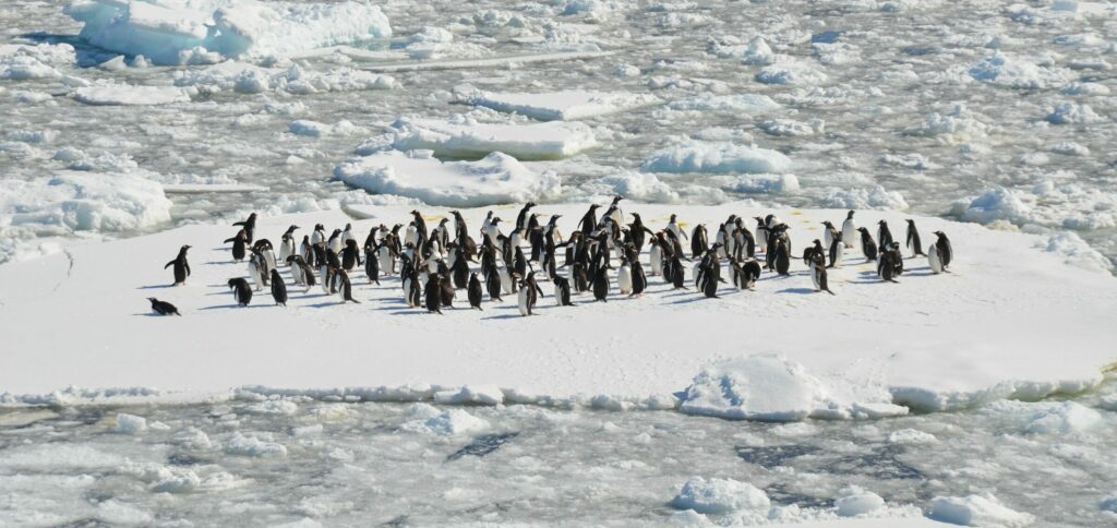 pingvins biologiska mångfaldsdjur