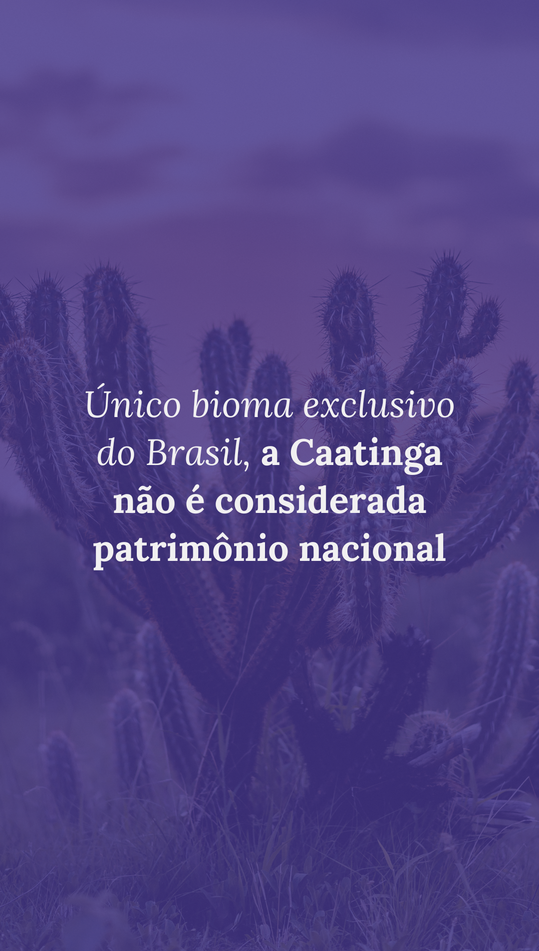 Único bioma exclusivo do Brasil, a Caatinga não é considerada patrimônio nacional