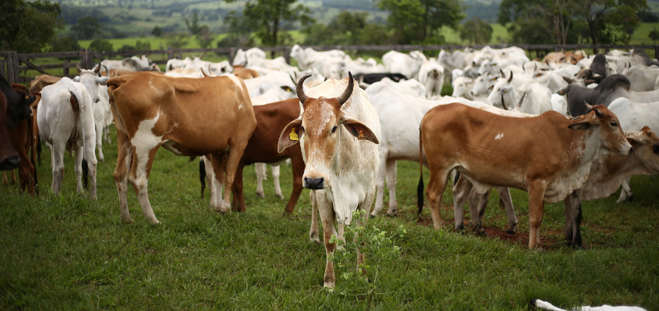 據報道，聯合國官員在警告畜牧業甲烷排放後受到譴責