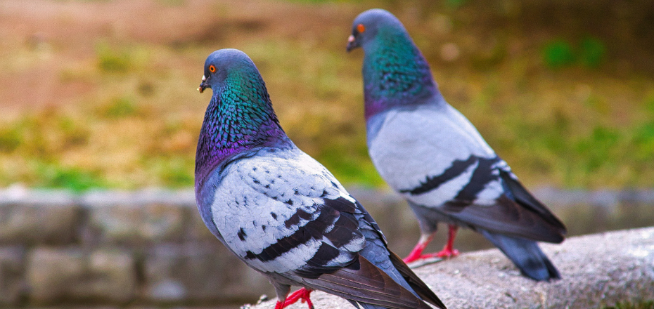 Les pigeons résolvent les problèmes de la même manière que l’intelligence artificielle, selon une étude