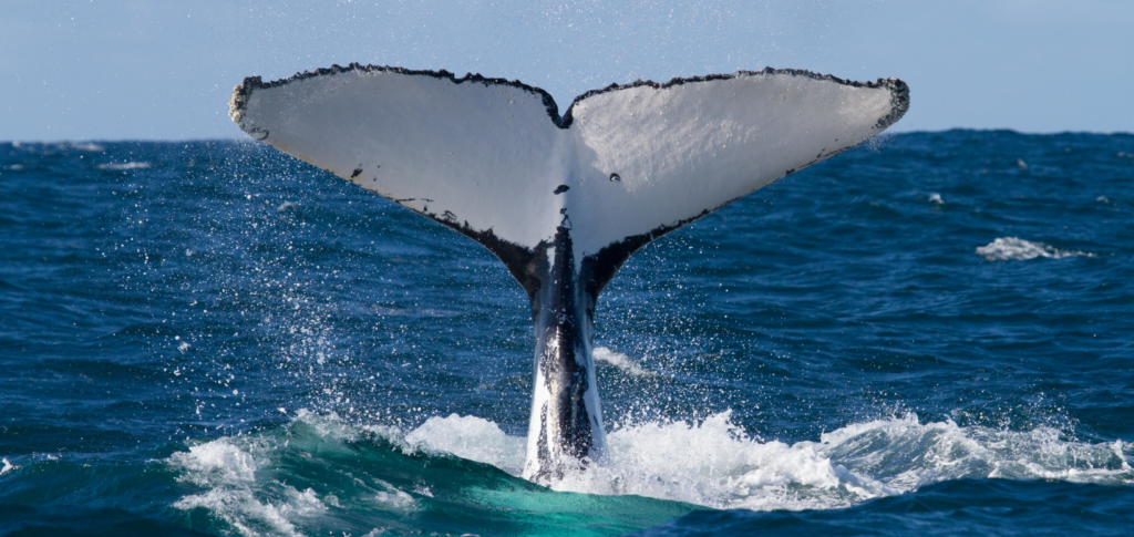 baleias