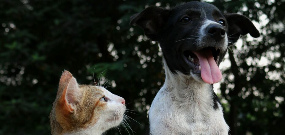 gato e cão