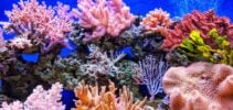 Robos-sao-treinados-para-ajudar-a-reviver-recifes-de-corais-com-IA-scaled-aspect-ratio-930-440