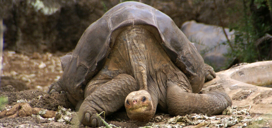 Lonesome_George_-Pinta_giant_tortoise_-Santa_Cruz-aspect-ratio-930-440
