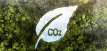 kilátás a zölderdő fáira CO2-1 méretarányú-930-440