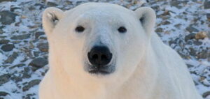 480px-Churchill_Wildlife_Management_Area_polar_bear10-aspect-ratio-930-440