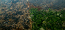 Amazonas erdőirtás