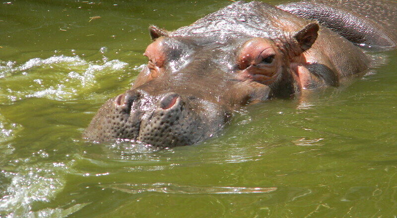 hipopótamos em risco de extinção