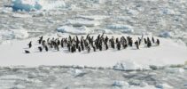 בעלי חיים במגוון ביולוגי של פינגווינים