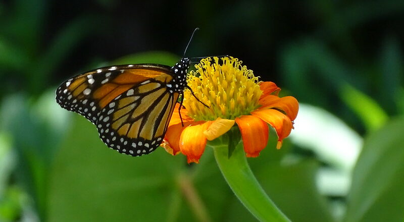 borboleta-monarca migratória - Fonte: Reprodução/Flickr
