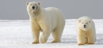 Ursos polares - fonte: Reprodução/Unsplash
