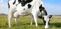vaca-loca-usa-california-20120424-original2-relación-de-aspecto-930-440
