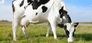 vaca-louca-eua-california-20120424-original2-aspect-ratio-930-440