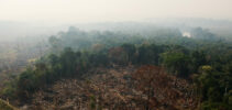 Penebangan hutan_e_Queimdas_2020_50224578572-nisbah-aspek-930-440