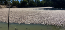 میلیون‌ها ماهی مرده، بلوک، رودخانه استرالیایی، نسبت ابعادی 930-440