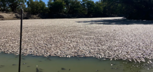 Milhoes-de-peixes-mortos-bloqueiam-rio-australiano-aspect-ratio-930-440